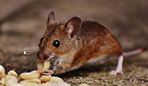 24 Hour & Emergency Exterminators in Shrewsbury, WV